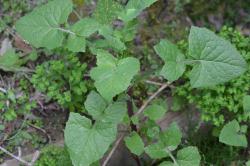 Image: P.B. Heenan © Landcare Research 2014 